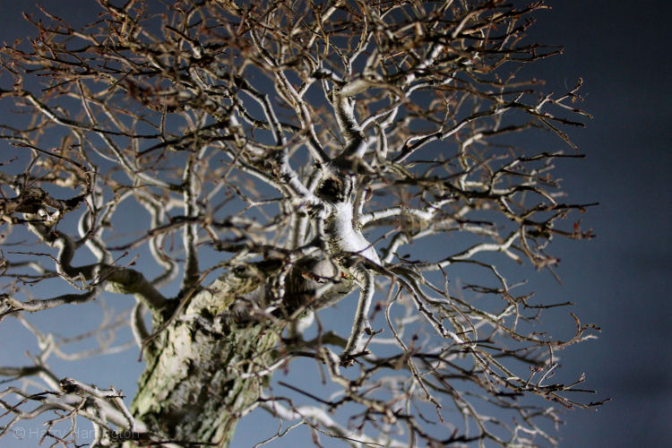 elm bonsai